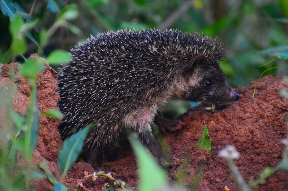 मद्रास हेजहोग